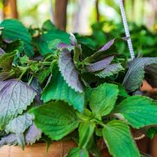 Perilla (Shiso) Jeok Ssam Ip Seeds – Heirloom Red-Leafed, High Yield, Heat Tolerant, Garden & Container Planting, Perilla frutescens var. crispa