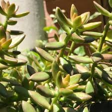 Sedum adolphi ‘Golden Glow’ Succulent Cuttings – 3 Live Plants, Vibrant Yellow-Green Foliage, Easy Care, Drought Tolerant, Indoor & Outdoor