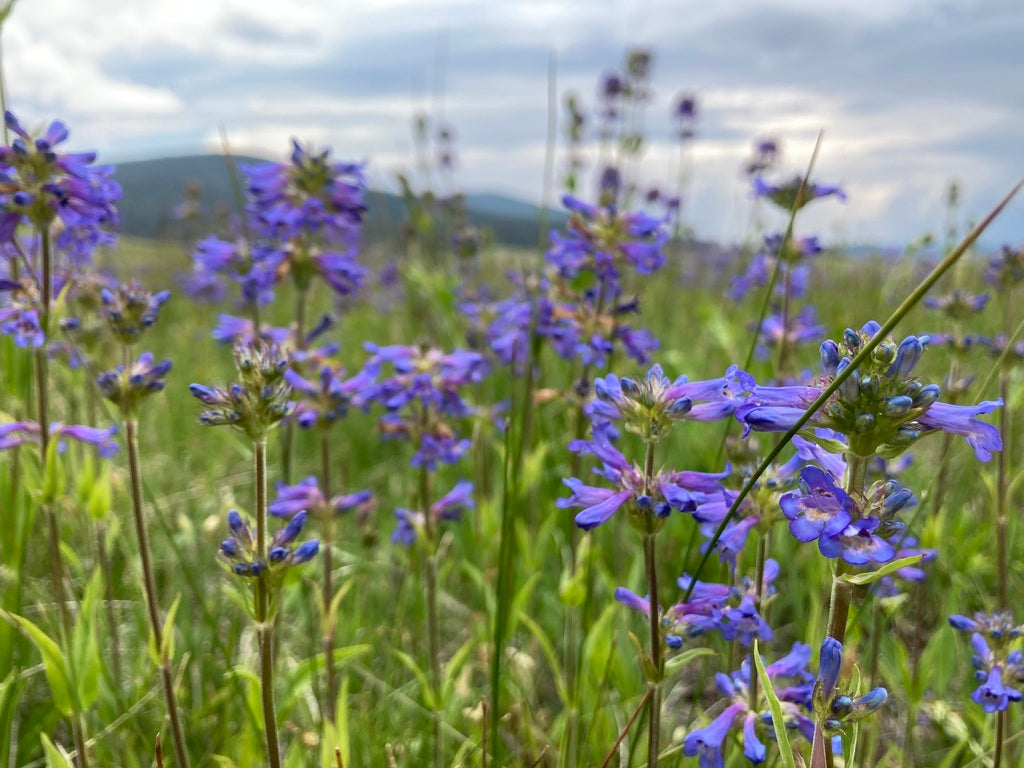 100mg Penstemon Rydbergii Seeds - Rydberg's Penstemon Native Perennial for Pollinator Gardens