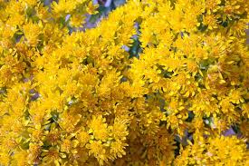 Oligoneuron Rigidum Seeds – Stiff Goldenrod Native Perennial Wildflower with Bright Yellow Blooms for Pollinators and Prairies