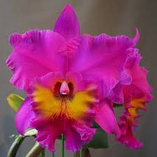 Cattleya Rlc King of Taiwan Orchid Starter Plant, Purple Blooms, Potted Tropical Orchid for Indoor & Outdoor Collection