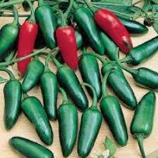 Mild Jalapeño Pepper Seeds 25 Pack – Heirloom, Non-GMO, Capsicum annuum, Low-Heat 1,000–3,500 Scoville