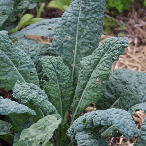 Kale Lacinato Seeds 1g Non-GMO Heirloom Dinosaur Kale Brassica oleracea for Salads & Soups