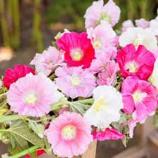 25 Seeds Summer Carnival Mix Hollyhock (Alcea rosea) - Vibrant Biennial Flowers, Pollinator-Friendly, Cottage Garden Favorite