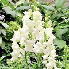 500 Seeds Snapdragon Snowflake White Blooms Non-GMO Antirrhinum majus for Borders, Cut Flowers, Pollinator Garden