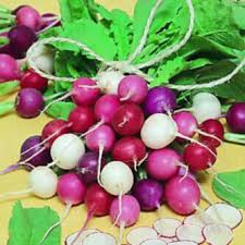Easter Egg Radish Seeds 500+ Heirloom Blend Colorful Root Vegetables Fast-Growing Crisp