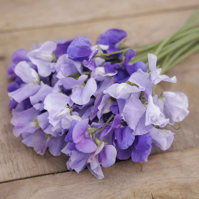 Blue Mix Sweet Pea Seeds – 50+ Violet, Lavender & Light Blue Blooms – Climbing Vine for Trellises & Bouquets