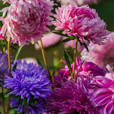 Aster Peony Duchess Seeds – Mixed Colors, Non-GMO, Aster x hybrida, Vibrant Garden Blooms, Easy to Grow, Pollinator Friendly