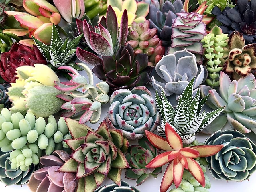 10 Assorted Succulent Cuttings for Terrariums, Dish Gardens, Mini Fairy Gardens, Echeveria, Crassula, Sedum & More