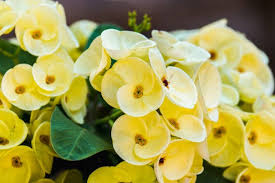 Light Yellow Crown of Thorns Cutting - Euphorbia Milii Unrooted Starter for Bright Blooms, Easy Propagation, Drought Tolerant Plant