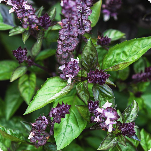Cinnamon Basil Seeds, Ocimum basilicum, Aromatic Herb with Spicy-Sweet Flavor, Culinary & Pollinator-Friendly