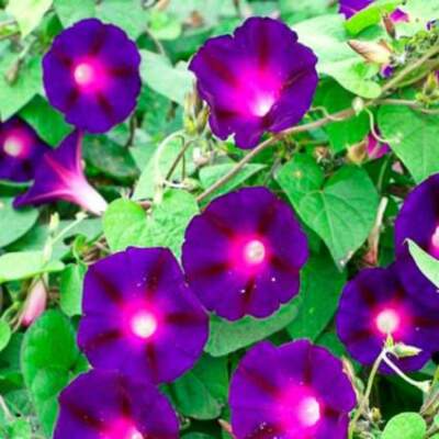 Morning Glory Seeds – Knowlian’s Black – Ipomoea purpurea – Rare Deep Purple-Black Vine – Non-GMO, Hummingbird Favorite