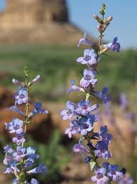 100mg Penstemon Angustifolius Seeds | Narrowleaf Penstemon | Drought-Tolerant Native Wildflower for Xeriscape & Pollinator Gardens