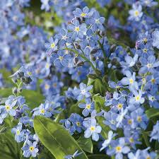 200 Seeds Forget Me Nots ULTRAMARINE DWARF, Blue Biennial Perennial, Compact, Non-GMO, Pollinator-Friendly Flowers for Gardens
