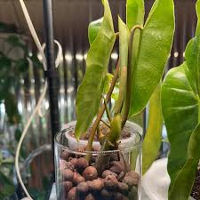 Philodendron Burle Marx Unrooted Cutting 5-7 Inch Tropical Houseplant with Green Heart-Shaped Foliage for Indoor Decor & Propagation