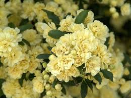Lady Banks Climbing Rose Cuttings (4) | Thornless Soft Yellow Blooms | Organic USA Grown | Rosa banksiae 'Lutea'
