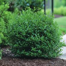 Inkberry Seeds (Ilex glabra) – 25 Seeds, Evergreen Shrub for Wildlife, Hedging & Erosion Control
