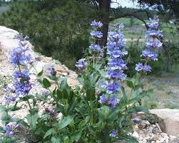 Penstemon Payettensis Seeds | Native Wildflower for Pollinator Gardens & Well-Drained Soils | Payette Beardtongue Planting Seeds