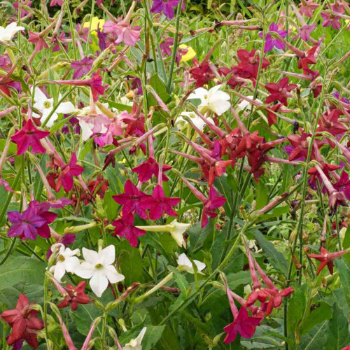 Tobacco Sensation Mix Seeds – Nicotiana alata Fragrant Flowers, Non-GMO, Aromatic Garden Blooms, 500 Seeds