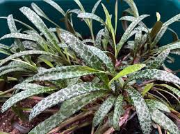 Succulent Ledebouria socialis Silver Squill Plant – Variegated, Drought-Tolerant Indoor Houseplant, Easy Care, Compact Foliage