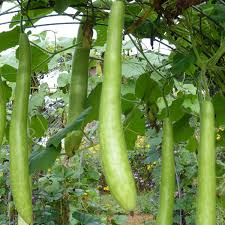 Cucuzzi Italian Edible Gourd Seeds – Long, Light Green, High Yield, Fast Growing, Heirloom Variety, Garden & Trellis Planting