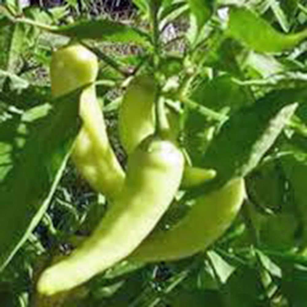 Sweet Banana Pepper Seeds – Heirloom, Non-GMO, Mild & Sweet, High-Yielding, Capsicum annuum