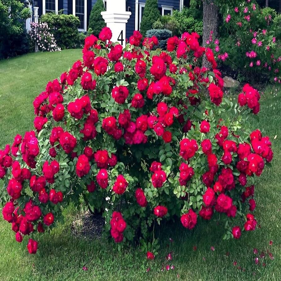 20 Japanese Red Rugosa Rose Seeds – Hardy Fragrant Bush with Edible Hips, Zones 3-10, Rosa rugosa "Rubra"