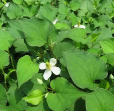 Live Fish Mint Plants, Bare Root Houttuynia cordata, Perennial Ground Cover, Edible Herb, Asian Cuisine, Hardy Herb