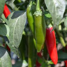 Serrano Tampiqueno Hot Pepper Seeds – 250mg, Medium-High Heat, Green to Red, Capsicum annuum, for Salsas, Grilling & Pickling