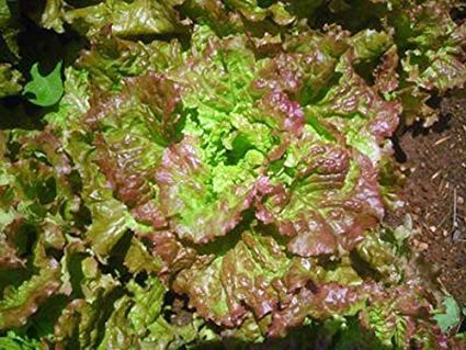 Prizehead Lettuce Seeds – Heirloom, Sweet & Crisp, Heat-Tolerant, Non-GMO, Lactuca sativa