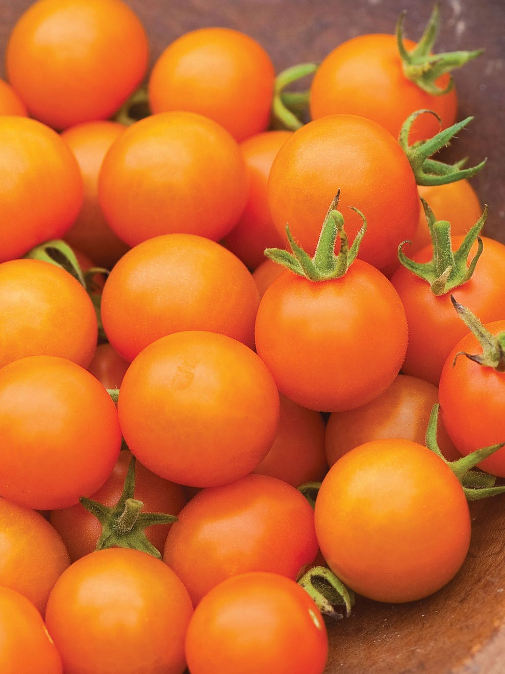 Sungold Tomato Seeds | F1 Hybrid, Non-GMO, Sweet Cherry, Golden-Yellow, Solanum lycopersicum