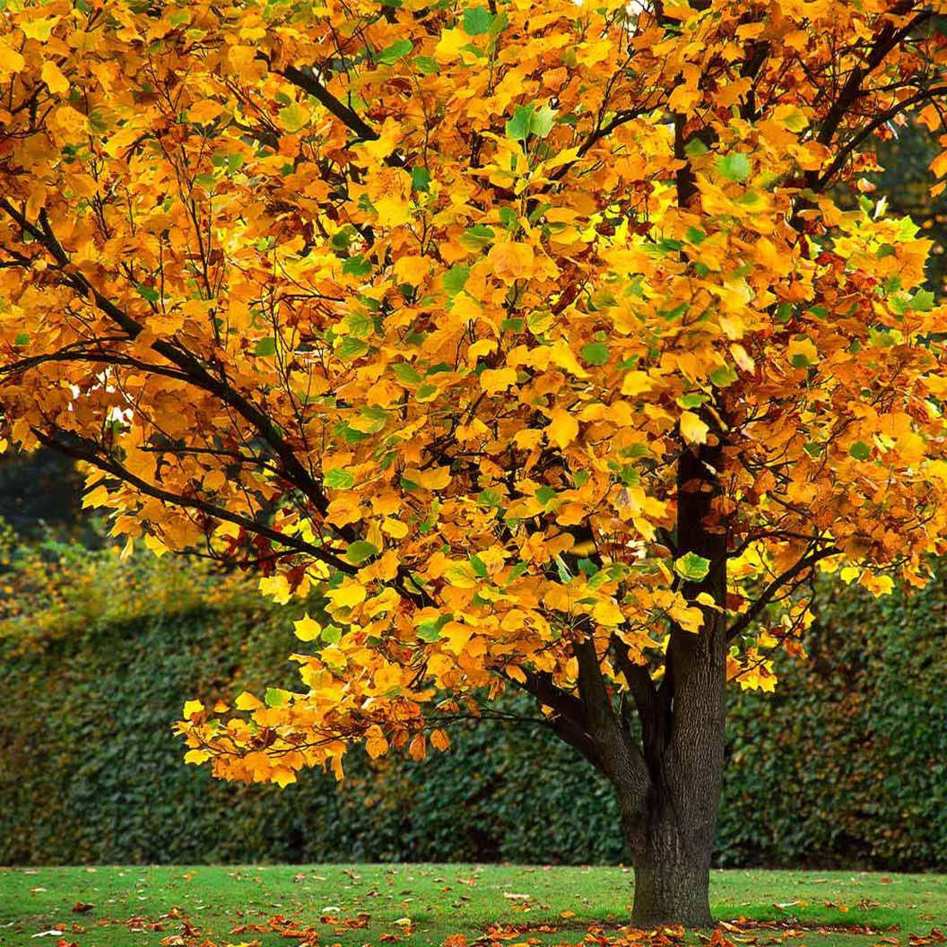 20 Tulip Poplar Seeds Liriodendron tulipifera Fast-Growing Shade Tree with Yellow Flowers for Garden & Landscape