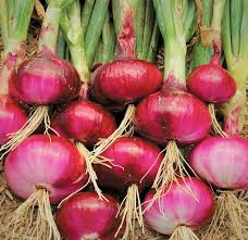 100 Seeds Ruby Red Onion Allium cepa – Sweet Vibrant Red Bulbs for Gardens & Culinary Use