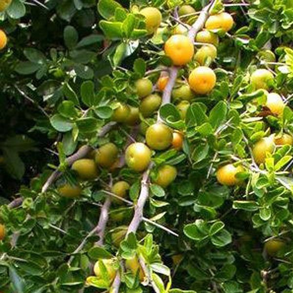 Kei Apple Seedling - 14" Live Plant, Organic Dovyalis caffra, Rare Tropical Fruit Tree, Edible Landscaping, Drought-Tolerant Starter Plant