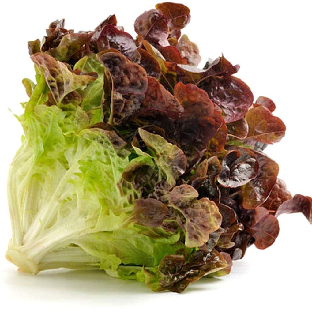 Red Romaine Lettuce Seeds, Heirloom Lactuca sativa, 700 Pack for Gardening & Fresh Harvests