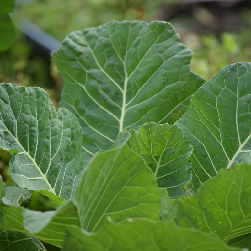 300 Seeds Collard Vates Brassica oleracea Heirloom Cold-Tolerant Leafy Greens for Gardening & Harvest