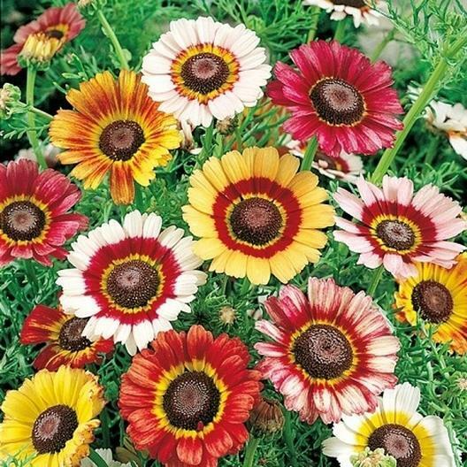 Painted Daisy Seeds - Non-GMO Wildflower Seeds for Pollinators, Drought Tolerant, Summer Blooms, USDA Zones 3-10