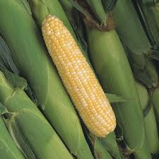Peaches & Cream Corn Seeds | Bicolor Sweet Corn Hybrid | 7-8.5 Inch Ears | Zea mays | USDA Zones 2-10