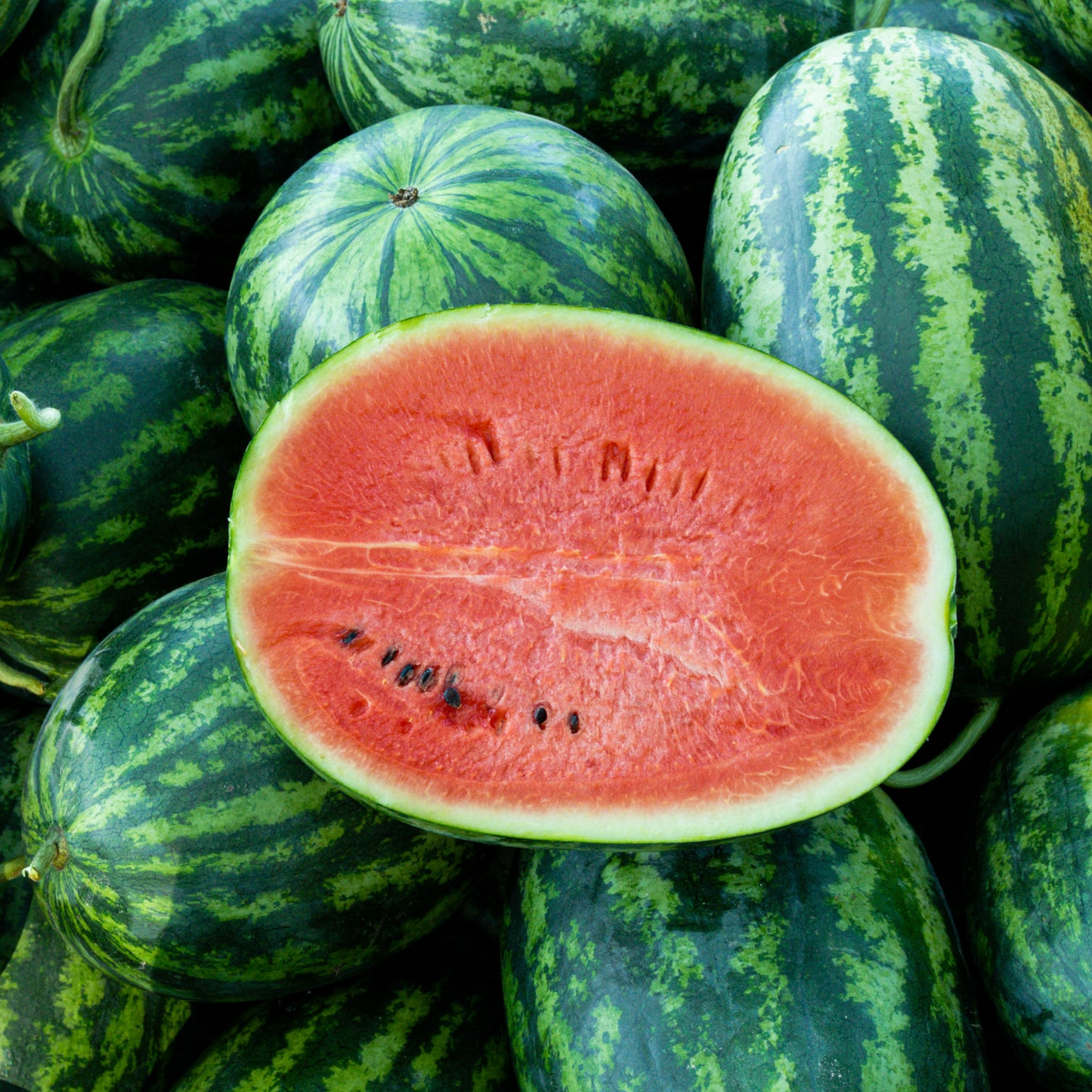 Jubilee Watermelon Seeds – Heirloom, Sweet, Juicy, Striped, Fruit Seeds (Citrullus lanatus)