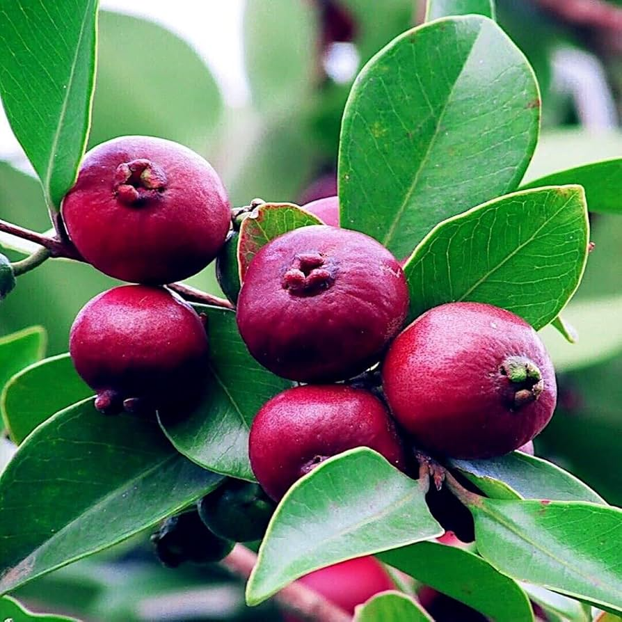 20 Strawberry Guava Seeds - Psidium Cattleianum Edible Fruit Tree for Zones 9-11, Hardy, Fast Growing, Red Guava, Tropical Fruit Seeds
