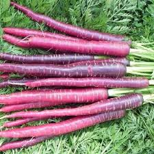 Cosmic Purple Carrot Seeds – Vibrant Purple Skin with Sweet Orange Core – Heirloom Daucus carota for Salads & Roasting