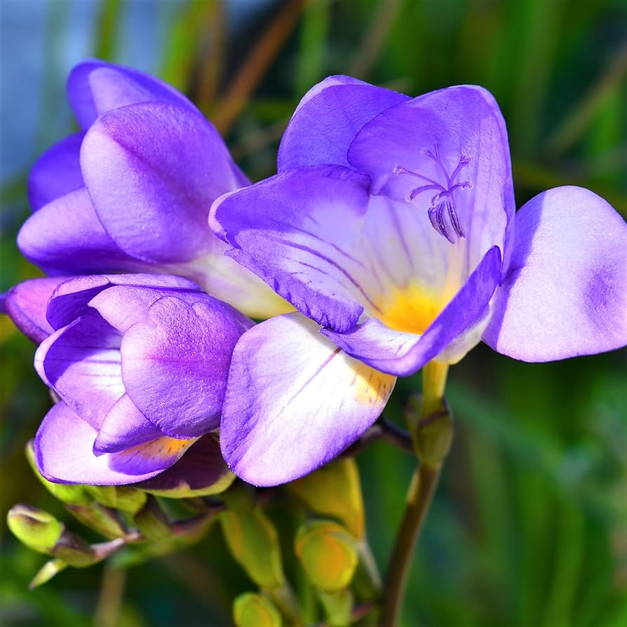 Freesia Single Blue Bulbs - 5 Fragrant Violet-Blue Flowers for Gardens & Containers, USDA Zones 9-10