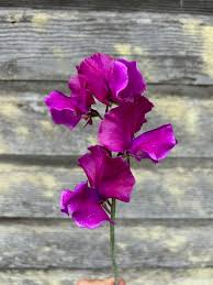 Sweet Pea Seeds – Climbing Vine with Lilac Mauve Blooms – Lathyrus odoratus for Bouquets, Trellises & Cottage Gardens