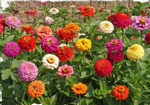 Zinnia Seeds Super Cactus Giant Mix Non-GMO Flower Seeds for Butterfly Gardens, Vibrant Annual Blooms