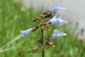 Lyreleaf Sage Seeds 25 Pack | Perennial Wildflower for Pollinators & Ground Cover | Salvia lyrata