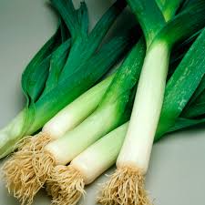 American Flag Leek Seeds - Heirloom Non-GMO Allium ampeloprasum, Easy to Grow, Hardy Vegetable for Gardeners & Cooks