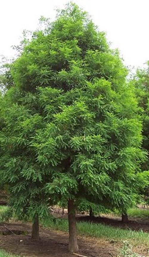 Bald Cypress Tree Live Bare Root Plant 2-3 Feet Taxodium distichum Wetland Landscape