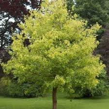 10 Seeds Acer Negundo Box Elder Maple Tree for Planting, Hardy Fast-Growing Shade Tree, Landscaping & Garden Use