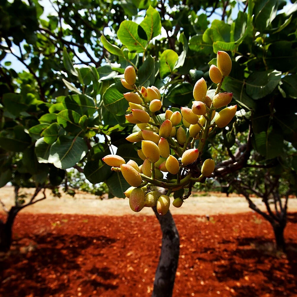 Pistachio Nut Tree Seeds – Edible, Nut-Producing, Drought-Tolerant, Hardy (Pistacia vera) for Zones 7-11