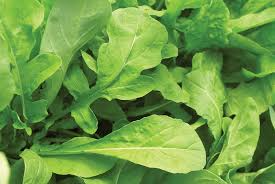Organic Astro Arugula Seeds – Fast-Growing Salad Green, Mild Flavor, Bolt-Resistant, Eruca vesicaria, 300 Seeds